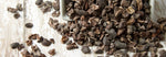 Chocolate Covered Nibs